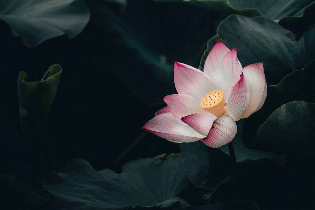 How to ditch the funk, and grow your inner lotus flower